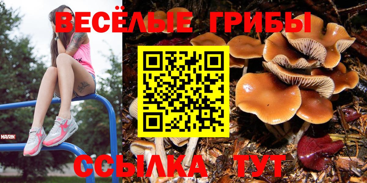 Псилоцибиновые грибы Psilocybine cubensis Новороссийск